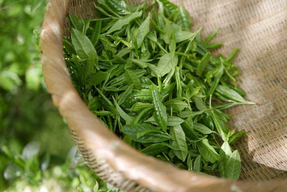 Propiedades del té verde que sí son efectivas: ¿realmente sirve para bajar de peso?